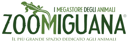 zoomiguana