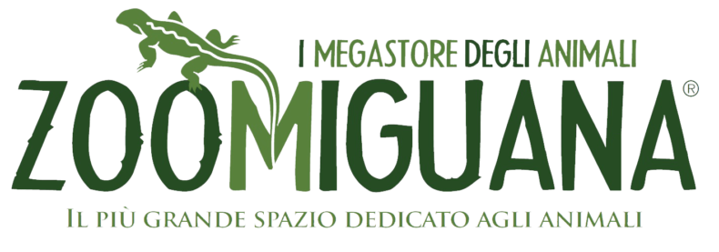 zoomiguana